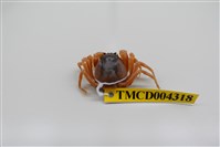 藏品(短指和尚蟹)的圖片